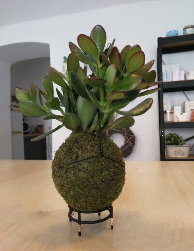 kokedama na stole